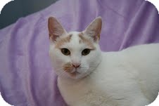 Domestic Shorthair Cat for Sale in East Brunswick, New Jersey - Seline Domestic Shorthair Cat for Sale in East Brunswick, New Jersey - Seline
