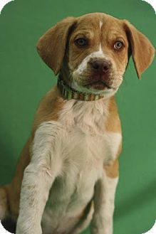 Shepherd (Unknown Type)/Labrador Retriever Mix Puppy for Sale in Broomfield, Colorado - NutterButter Shepherd (Unknown Type)/Labrador Retriever Mix Puppy for Sale in Broomfield, Colorado - NutterButter