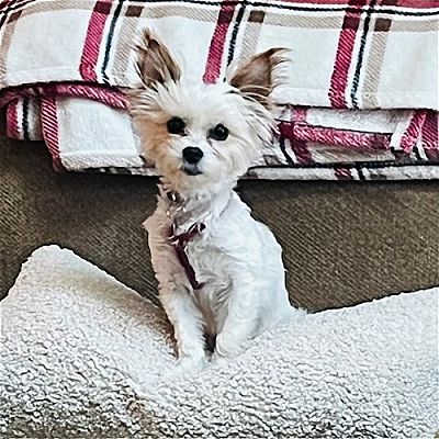 Greensboro Nc Maltese Yorkie Yorkshire Terrier Meet Chloe A Pet