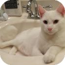 Domestic Shorthair Cat for Sale in East Hanover, New Jersey - Cooper Domestic Shorthair Cat for Sale in East Hanover, New Jersey - Cooper
