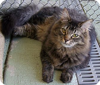Domestic Longhair Cat for Sale in Grants Pass, Oregon - Boo Boo Domestic Longhair Cat for Sale in Grants Pass, Oregon - Boo Boo