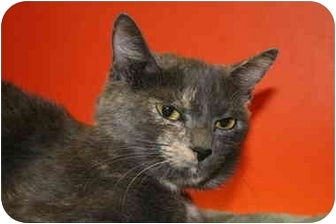 Calico Cat for Sale in SILVER SPRING, Maryland - ALICE Calico Cat for Sale in SILVER SPRING, Maryland - ALICE