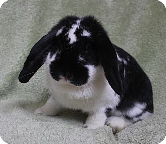 Lop, French for Sale in Franklin, Tennessee - Pippa Lop, French for Sale in Franklin, Tennessee - Pippa