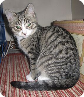 Domestic Shorthair Kitten for Sale in N. Billerica, Massachusetts - Cameron Domestic Shorthair Kitten for Sale in N. Billerica, Massachusetts - Cameron