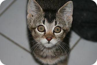 Abyssinian Kitten for Sale in Arlington, Virginia - Alvina Abyssinian Kitten for Sale in Arlington, Virginia - Alvina