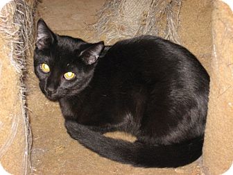 Bombay Kitten for Sale in Mesa, Arizona - Winston Bombay Kitten for Sale in Mesa, Arizona - Winston