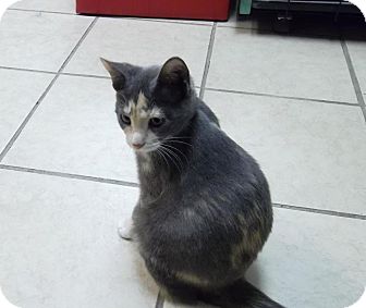 Domestic Shorthair Kitten for Sale in Grand Rapids, Michigan - Dezi Domestic Shorthair Kitten for Sale in Grand Rapids, Michigan - Dezi