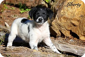 Spaniel (Unknown Type) Mix Puppy for Sale in Wilmington, Delaware - Liberty Spaniel (Unknown Type) Mix Puppy for Sale in Wilmington, Delaware - Liberty