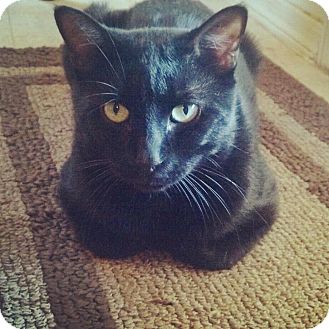 Bombay Cat for Sale in Scottsdale, Arizona - Jasper- Courtesy Post Bombay Cat for Sale in Scottsdale, Arizona - Jasper- Courtesy Post