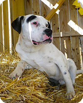 American Bulldog Mix Dog for Sale in Brookville, Indiana - Sonny American Bulldog Mix Dog for Sale in Brookville, Indiana - Sonny