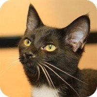 Domestic Shorthair Kitten for Sale in Albany, New York - Sprite Domestic Shorthair Kitten for Sale in Albany, New York - Sprite