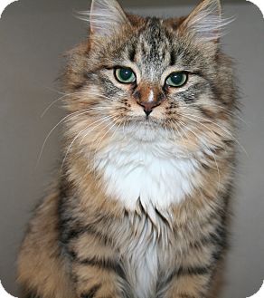 Domestic Longhair Kitten for Sale in Edmonton, Alberta - Dreamer Domestic Longhair Kitten for Sale in Edmonton, Alberta - Dreamer
