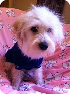 Maltese/Poodle (Standard) Mix Puppy for Sale in San Diego, California - SHANE Maltese/Poodle (Standard) Mix Puppy for Sale in San Diego, California - SHANE