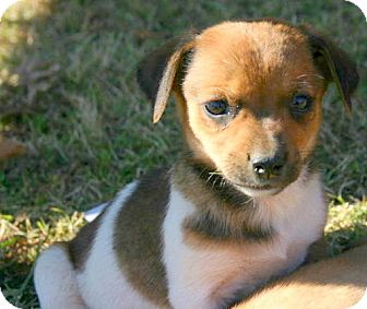 Dachshund Mix Puppy for Sale in Glastonbury, Connecticut - Twinkle Dachshund Mix Puppy for Sale in Glastonbury, Connecticut - Twinkle