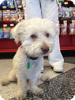 Bichon Frise/Poodle (Miniature) Mix Dog for Sale in Van Nuys, California - Marley Bichon Frise/Poodle (Miniature) Mix Dog for Sale in Van Nuys, California - Marley