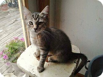 Domestic Shorthair Kitten for Sale in Grand Rapids, Michigan - Tigerlily Domestic Shorthair Kitten for Sale in Grand Rapids, Michigan - Tigerlily