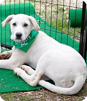 Labrador Retriever/Boxer Mix Puppy for Sale in Huntsville, Alabama - Zack Labrador Retriever/Boxer Mix Puppy for Sale in Huntsville, Alabama - Zack