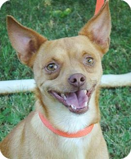 Chihuahua Mix Dog for Sale in Red Bluff, California - Shaggy Chihuahua Mix Dog for Sale in Red Bluff, California - Shaggy