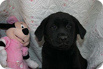 Labradoodle Mix Puppy for Sale in Glastonbury, Connecticut - Estee Lauder~adopted~ Labradoodle Mix Puppy for Sale in Glastonbury, Connecticut - Estee Lauder~adopted~