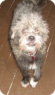 Schnauzer (Miniature)/Terrier (Unknown Type, Small) Mix Puppy for Sale in Portland, Oregon - Brady Schnauzer (Miniature)/Terrier (Unknown Type, Small) Mix Puppy for Sale in Portland, Oregon - Brady