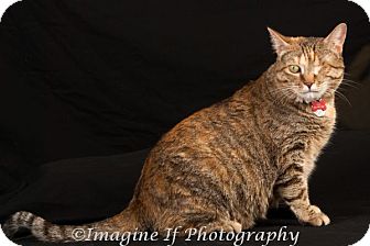 Domestic Shorthair Cat for Sale in Edmond, Oklahoma - Queen Domestic Shorthair Cat for Sale in Edmond, Oklahoma - Queen