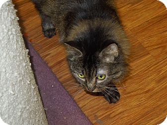 Domestic Mediumhair Cat for Sale in Medina, Ohio - Marge Domestic Mediumhair Cat for Sale in Medina, Ohio - Marge