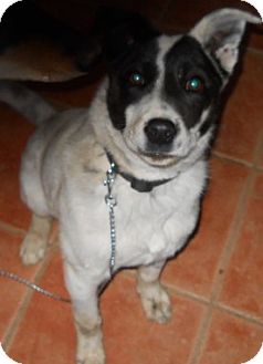 Australian Cattle Dog/Border Collie Mix Dog for Sale in dewey, Arizona - Durfey Australian Cattle Dog/Border Collie Mix Dog for Sale in dewey, Arizona - Durfey