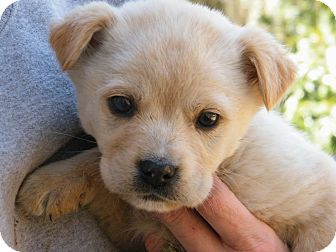 Golden Retriever/Chow Chow Mix Puppy for Sale in shelton, Connecticut - CC Golden Retriever/Chow Chow Mix Puppy for Sale in shelton, Connecticut - CC