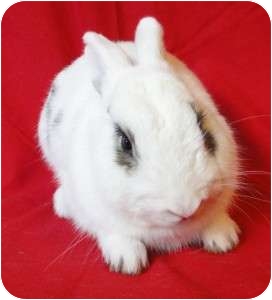 Dwarf Hotot Mix for Sale in Los Angeles, California - Spud Dwarf Hotot Mix for Sale in Los Angeles, California - Spud