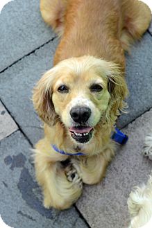 Cocker Spaniel Dog for Sale in New York, New York - Florence Cocker Spaniel Dog for Sale in New York, New York - Florence