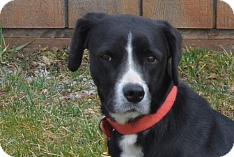 Labrador Retriever Mix Dog for Sale in New cumberland, West Virginia - Diana Labrador Retriever Mix Dog for Sale in New cumberland, West Virginia - Diana