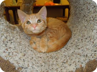 Domestic Shorthair Kitten for Sale in Medina, Ohio - Mona Domestic Shorthair Kitten for Sale in Medina, Ohio - Mona