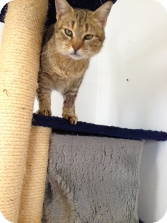 Domestic Shorthair Cat for Sale in Chippewa Falls, Wisconsin - Kiessa Domestic Shorthair Cat for Sale in Chippewa Falls, Wisconsin - Kiessa