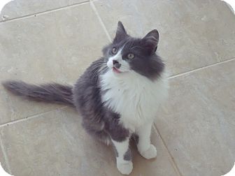 Domestic Longhair Kitten for Sale in Bedford, Virginia - Jerry Domestic Longhair Kitten for Sale in Bedford, Virginia - Jerry