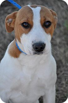Jack Russell Terrier Mix Puppy for Sale in Glastonbury, Connecticut - Jackie Jack Russell Terrier Mix Puppy for Sale in Glastonbury, Connecticut - Jackie