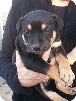 Australian Shepherd/German Shepherd Dog Mix Puppy for Sale in Chandler, Arizona - Peter Australian Shepherd/German Shepherd Dog Mix Puppy for Sale in Chandler, Arizona - Peter