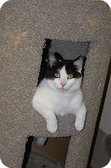 Domestic Shorthair Cat for Sale in Medina, Ohio - Betty White Domestic Shorthair Cat for Sale in Medina, Ohio - Betty White