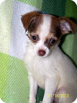 Chihuahua/Pomeranian Mix Puppy for Sale in Sherman, Connecticut - Ferret Betty's dog Chihuahua/Pomeranian Mix Puppy for Sale in Sherman, Connecticut - Ferret Betty's dog