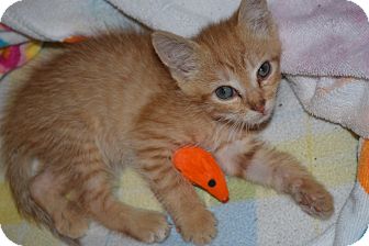 Domestic Shorthair Kitten for Sale in Oceanside, New York - Obi Domestic Shorthair Kitten for Sale in Oceanside, New York - Obi