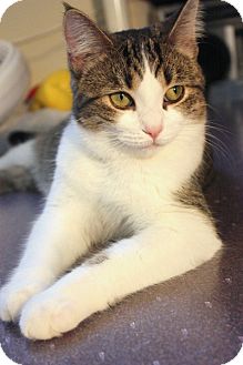 Domestic Shorthair Cat for Sale in Mississauga, Ontario, Ontario - Marianne Faithfull Domestic Shorthair Cat for Sale in Mississauga, Ontario, Ontario - Marianne Faithfull