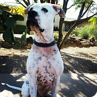 American Bulldog Dog for Sale in Scottsdale, Arizona - Tank American Bulldog Dog for Sale in Scottsdale, Arizona - Tank