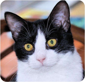 Domestic Shorthair Kitten for Sale in Morganton, North Carolina - Agnes Domestic Shorthair Kitten for Sale in Morganton, North Carolina - Agnes