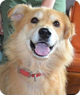 Golden Retriever/Shepherd (Unknown Type) Mix Dog for Sale in Brattleboro, Vermont - Belle Golden Retriever/Shepherd (Unknown Type) Mix Dog for Sale in Brattleboro, Vermont - Belle