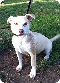 Terrier (Unknown Type, Small) Mix Dog for Sale in San Diego, California - TOMMY Terrier (Unknown Type, Small) Mix Dog for Sale in San Diego, California - TOMMY