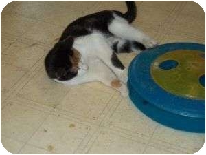 Calico Kitten for Sale in Griffin, Georgia - Minnie Calico Kitten for Sale in Griffin, Georgia - Minnie