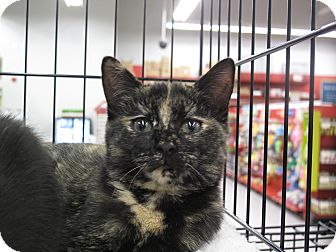 Domestic Shorthair Kitten for Sale in Port Republic, Maryland - Rosebud Domestic Shorthair Kitten for Sale in Port Republic, Maryland - Rosebud