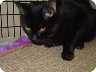 Domestic Shorthair Cat for Sale in Medina, Ohio - Jethro Domestic Shorthair Cat for Sale in Medina, Ohio - Jethro