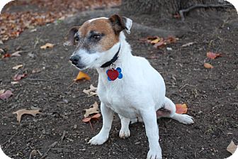 Jack Russell Terrier Mix Dog for Sale in London, Kentucky - Tess Jack Russell Terrier Mix Dog for Sale in London, Kentucky - Tess
