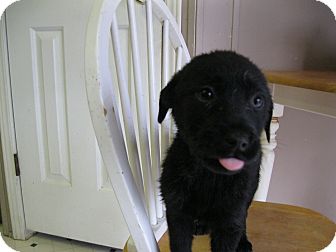 Labrador Retriever Mix Puppy for Sale in Pelham, New York - Takara Labrador Retriever Mix Puppy for Sale in Pelham, New York - Takara