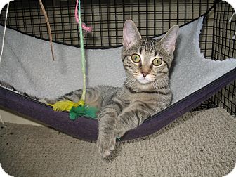 Domestic Shorthair Cat for Sale in Acme, Pennsylvania - Romona Domestic Shorthair Cat for Sale in Acme, Pennsylvania - Romona